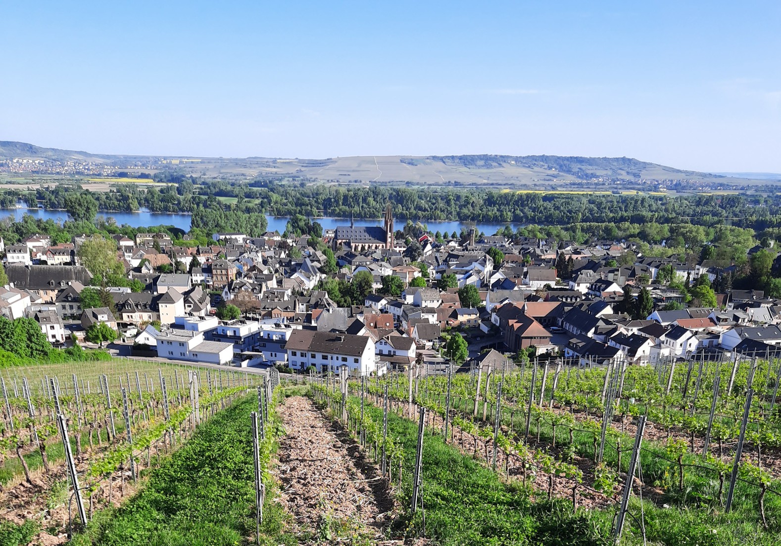 Panoramabild vom Rheingau mit Weinbergen und Blick auf den Rhein